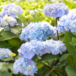 Blue Enchantress® Hydrangea -Fast-Growing-Trees Shop BLue Enchantress Hydrangea 2 FGT