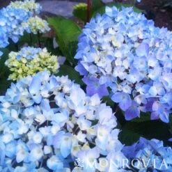 Blue Enchantress® Hydrangea -Fast-Growing-Trees Shop BLue Enchantress Hydrangea 4 FGT