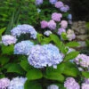 Blue Enchantress® Hydrangea -Fast-Growing-Trees Shop BLue Enchantress Hydrangea FGT 600x600 7b5d35ff 1f6a 471d a8d4 9a9c6618ba67