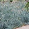 Blue Fescue Grass -Fast-Growing-Trees Shop BLue Fescue Grass FGT 600x600 832cd788 6bd8 4a89 976f 7165df671401
