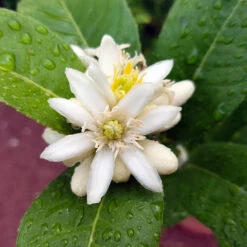 Buddha's Hand Citron -Fast-Growing-Trees Shop BUddhas Hand Citrus 4