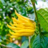Buddha's Hand Citron Tree -Fast-Growing-Trees Shop BUddhas Hand Citrus FGT 600x00 c7b7ed4b 90f4 4bc0 bea3 7ce64aca5272