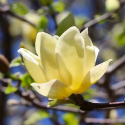 Magnolia 'Butterflies' Tree 9 Magnolia 'Butterflies' Tree -Fast-Growing-Trees Shop BUtterflies Magnolia 3 FGT