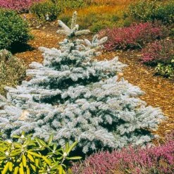 Baby Blue Spruce Tree 7 Baby Blue Spruce Tree -Fast-Growing-Trees Shop Baby Blue 2