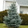 Baby Blue Spruce Tree -Fast-Growing-Trees Shop Baby Blue FGT 600x600 2439e39e 705a 45b7 bb21 b65718217949