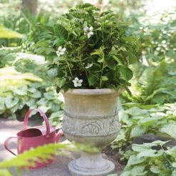 Bushel And Berry® Baby Cakes Blackberry® -Fast-Growing-Trees Shop Baby Cakes Blackberry 1