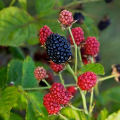 Bushel And Berry® Baby Cakes Blackberry® -Fast-Growing-Trees Shop Baby Cakes Blackberry 4