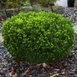 Baby Gem™ Boxwood Shrub -Fast-Growing-Trees Shop Baby Gem 1