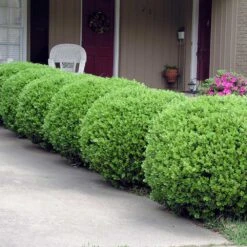 Baby Gem™ Boxwood Shrub -Fast-Growing-Trees Shop Baby Gem 2