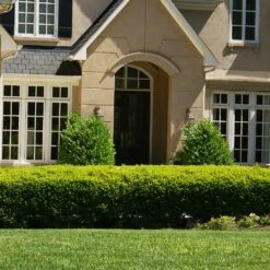 Baby Gem™ Boxwood Shrub -Fast-Growing-Trees Shop Baby Gem 4