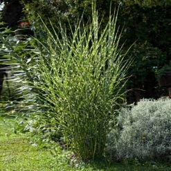 Miscanthus Bandwidth (Chinese Silver Grass) -Fast-Growing-Trees Shop Bandwidth Maiden Grass 1