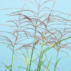 Miscanthus Bandwidth (Chinese Silver Grass) -Fast-Growing-Trees Shop Bandwidth Maiden Grass 2