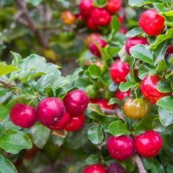 Barbados 'Acerola' Cherry -Fast-Growing-Trees Shop Barbadoes Cherry 2 FGT
