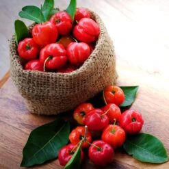 Barbados 'Acerola' Cherry -Fast-Growing-Trees Shop Barbadoes Cherry 4 FGT