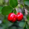Barbados 'Acerola' Cherry -Fast-Growing-Trees Shop Barbadoes Cherry FGT 600x600 cf76202b 85ef 4c40 a429 78fce9170ef6