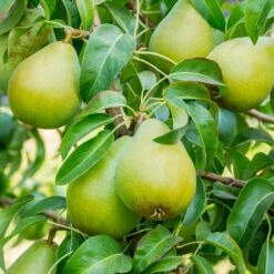 3-in-1 Pear Surprise Tree -Fast-Growing-Trees Shop Bartlett Pear 3 BB cffe79ad 8c4e 4fb5 b06a af3499a19721