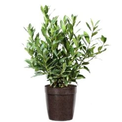 Bay Laurel 15 Bay Laurel -Fast-Growing-Trees Shop Bay Laurel 3G Delilah Brown pot