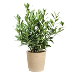 Bay Laurel 16 Bay Laurel -Fast-Growing-Trees Shop Bay Laurel 3G Delilah Tan pot