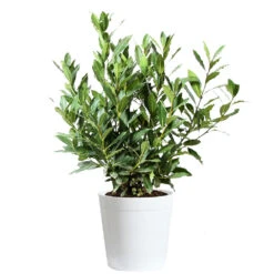 Bay Laurel 18 Bay Laurel -Fast-Growing-Trees Shop Bay Laurel 3G Delilah White pot