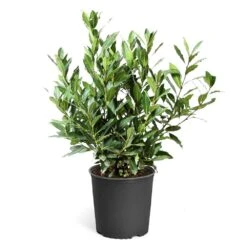 Bay Laurel 17 Bay Laurel -Fast-Growing-Trees Shop Bay Laurel 3G standard pot