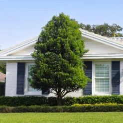 Bay Laurel - USDA Organic -Fast-Growing-Trees Shop Bay Laurel Shrub FGT 4