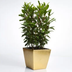 Bay Laurel - USDA Organic -Fast-Growing-Trees Shop Bay Laurel Shrub FGT 70a053b8 5238 44bb b72e 34af0f0d8286