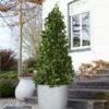 Bay Laurel Tree 2 Bay Laurel Tree -Fast-Growing-Trees Shop Bay Laurel Tree Saratoga 2 600x600 af3ff32b 465d 4a2e a124 03484c3fdd39