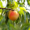 Belle Of Georgia Peach Tree (USDA Organic) -Fast-Growing-Trees Shop Belle of Georgia 600x600 45f29838 b04b 4d42 a727 f87c911c882b