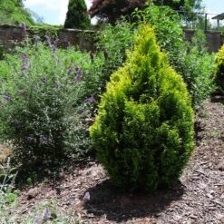 Berckman's Gold Arborvitae -Fast-Growing-Trees Shop Berckmans Arborvitae 1 FGT