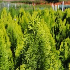 Berckman's Gold Arborvitae -Fast-Growing-Trees Shop Berckmans Arborvitae 8