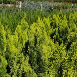 Berckman's Gold Arborvitae -Fast-Growing-Trees Shop Berckmans Arborvitae 9