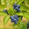 Biloxi Blueberry Bush -Fast-Growing-Trees Shop Biloxi Blueberry 600x600 9b2d6c1b b8be 4f97 beef aefdfd737345