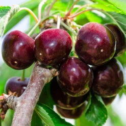 Cherry Pollinator Pack 8 Cherry Pollinator Pack -Fast-Growing-Trees Shop Bing Cherry Tree 2 BB