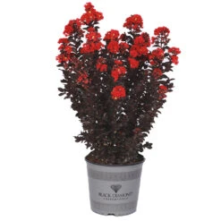 Black Diamond® Radiant Red Crape Myrtle -Fast-Growing-Trees Shop Black DIamond Radient Red Crape Myrtle 2