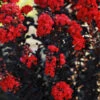 Black Diamond® Radiant Red Crape Myrtle -Fast-Growing-Trees Shop Black DIamond Radient Red Crape Myrtle 600x600 567fe0e3 0208 4d12 81c3 e42919d05839