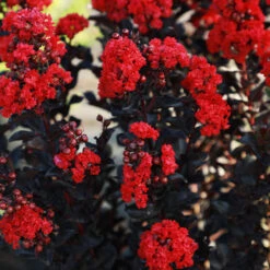 Black Diamond® Radiant Red Crape Myrtle