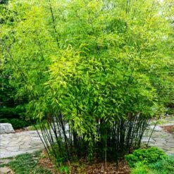 Black Bamboo -Fast-Growing-Trees Shop Black Bamboo 3 FGT