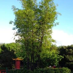 Black Bamboo -Fast-Growing-Trees Shop Black Bamboo 5