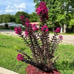 Black Diamond® Crape Myrtle - Mystic Magenta™ 9 Black Diamond® Crape Myrtle - Mystic Magenta™ -Fast-Growing-Trees Shop Black Diamon Magestic magenta Crape Myrtle31