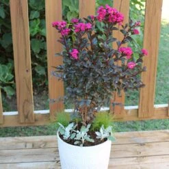 Black Diamond® Crape Myrtle - Mystic Magenta™ 8 Black Diamond® Crape Myrtle - Mystic Magenta™ -Fast-Growing-Trees Shop Black Diamon Magestic magenta Crape Myrtle 1