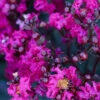 Black Diamond® Crape Myrtle - Mystic Magenta™ -Fast-Growing-Trees Shop Black Diamon Magestic magenta Crape Myrtle 600x600 703dbfb4 ff0a 40c3 b862 7837c7afa96a