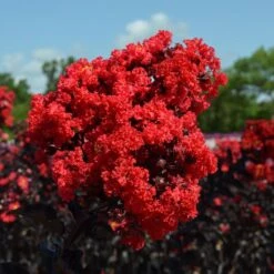 Black Diamond® Crape Myrtle - Best Red™ -Fast-Growing-Trees Shop Black Diamond Crape Myrtle 3 FGT