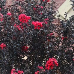 Black Diamond® Crape Myrtle - Best Red™ -Fast-Growing-Trees Shop Black Diamond Crape Myrtle 6 FGT