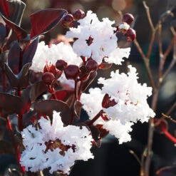 Black Diamond® Crape Myrtle - Pure White™ -Fast-Growing-Trees Shop Black Diamond Pure WHite Crape Myrtle 1