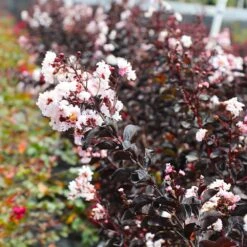 Black Diamond® Crape Myrtle - Pure White™ -Fast-Growing-Trees Shop Black Diamond Pure WHite Crape Myrtle 5