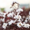 Black Diamond® Crape Myrtle - Pure White™ 2 Black Diamond® Crape Myrtle - Pure White™ -Fast-Growing-Trees Shop Black Diamond Pure WHite Crape Myrtle 600x600 1a855538 a3cb 4847 8179 469404e12dc1