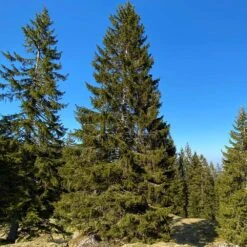 Black Hills Spruce Tree -Fast-Growing-Trees Shop Black Hills Spruce 2