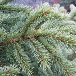 Black Hills Spruce Tree -Fast-Growing-Trees Shop Black Hills Spruce 6 FGT