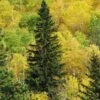 Black Hills Spruce Tree -Fast-Growing-Trees Shop Black Hills Spruce FGT 600x600 cb51d1ba de3b 4964 8e81 2204f60de25d
