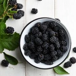 Black Satin Thornless Blackberry -Fast-Growing-Trees Shop Black Satin Blackbery 3 FGT